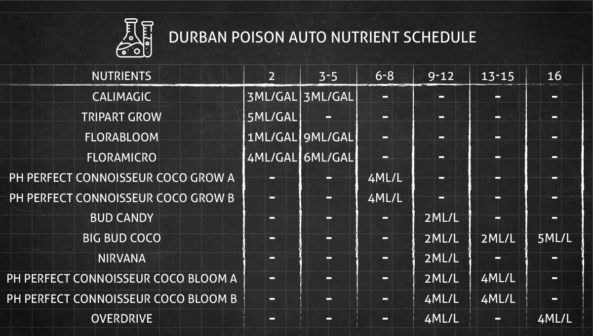 Durban Poison cannabis strain: feeding chart for the vegetative and flowering stages