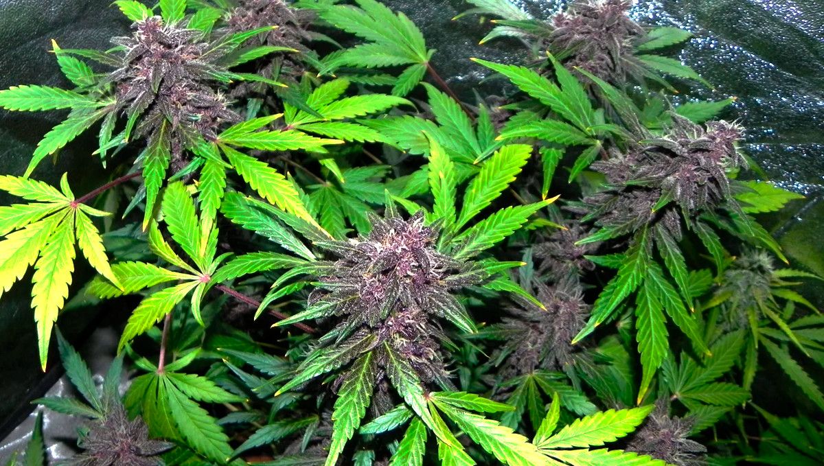 15 Best Strains for Male Arousal in 2022: White LSD