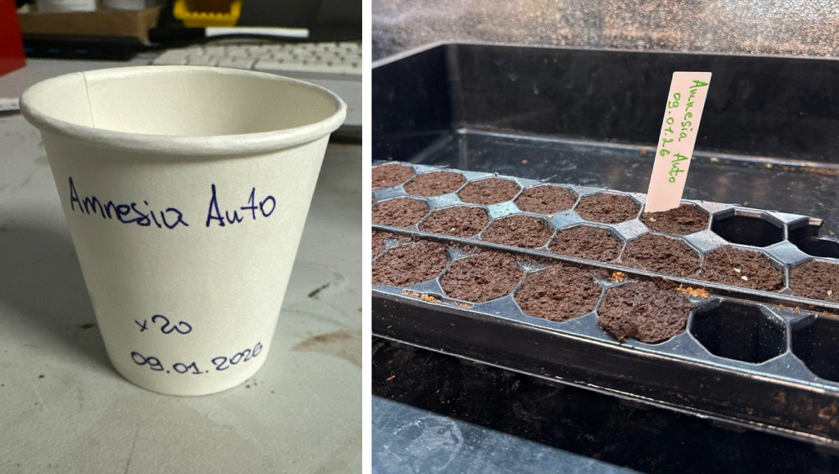 col34.png Germination of Amnesia
