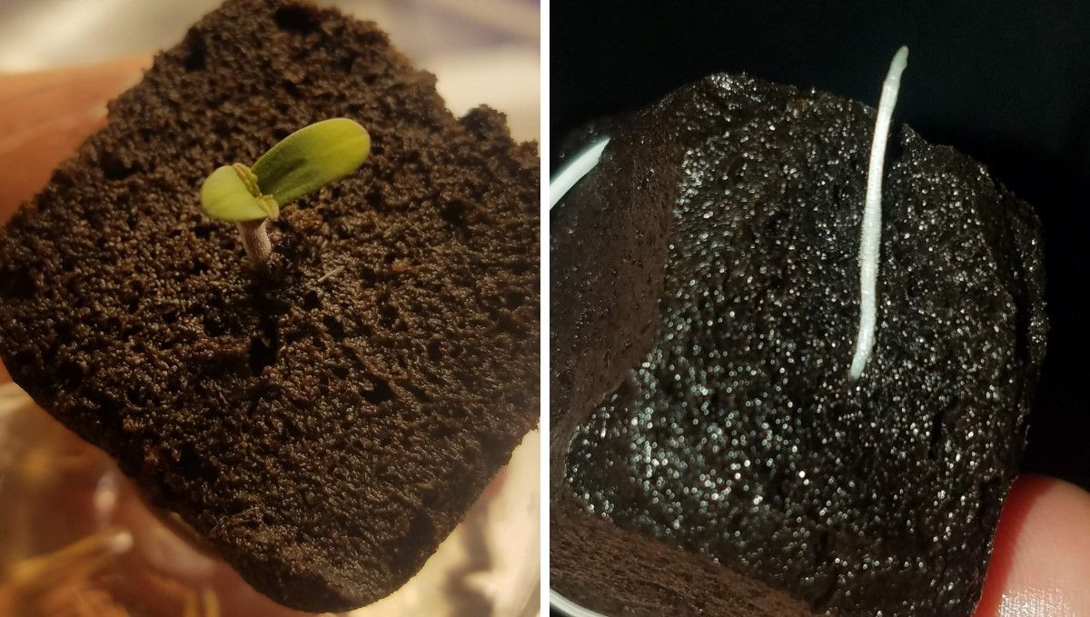 Pineapple Express Auto cannabis strain: germination and seedling stage | week 1 | a small seedling and its root showing from a jiffy plug Pineapple Express Auto cannabis strain: germination and seedling stage | week 1 | a small seedling and its root showing from a jiffy plug