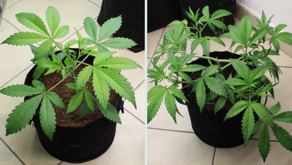 Tropicana Cookies Auto cannabis strain: mid veg | weeks 3-4 | an autoflower topped and LST'd Tropicana Cookies Auto cannabis strain: mid veg | weeks 3-4 | an autoflower topped and LST'd