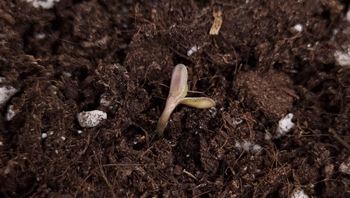 Mimosa Cake Auto cannabis strain: germination and seedling stage | week 1 | a cannabis seedling coming up from the coco medium Mimosa Cake Auto cannabis strain: germination and seedling stage | week 1 | a cannabis seedling coming up from the coco medium
