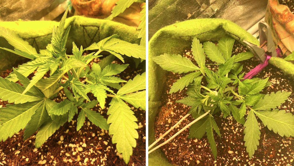 Gorilla Punch Auto cannabis strain: early veg | week 2 | a young indoor ganja plant low-stress trained and tied down