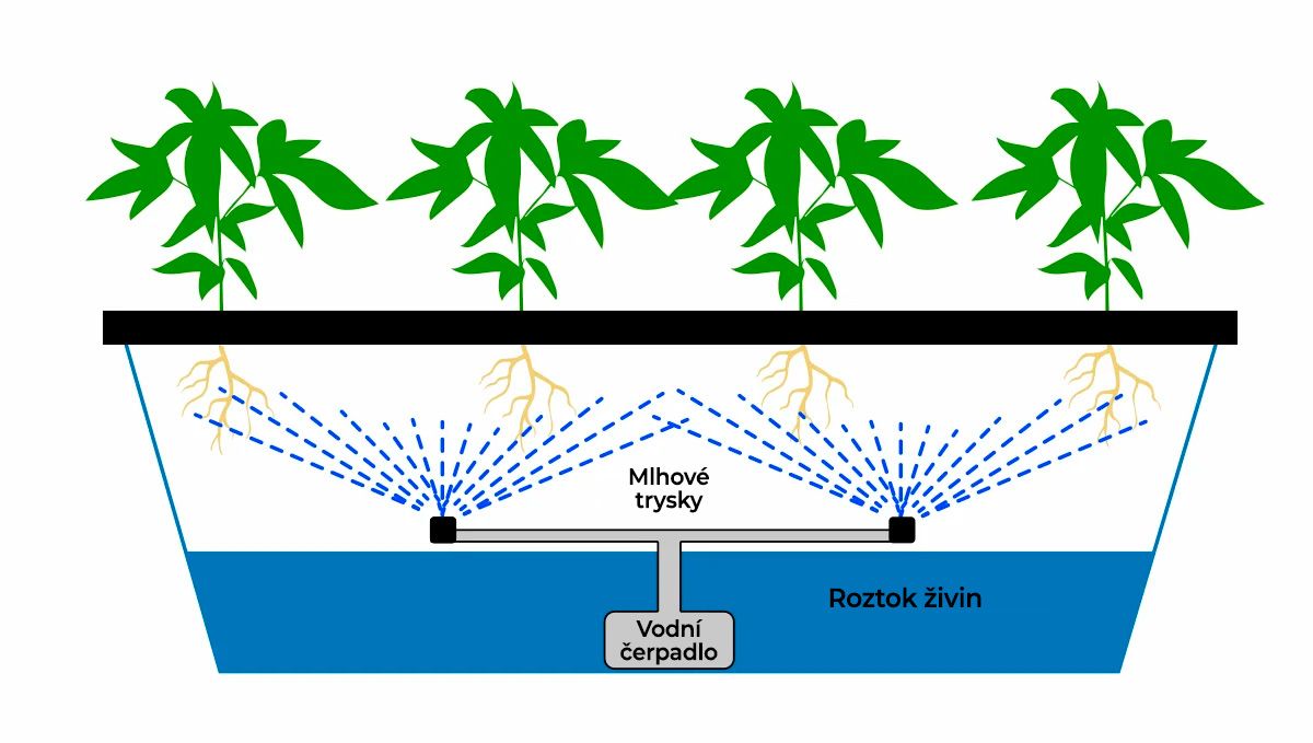 Samonakvétací konopí v hydro: aeroponie