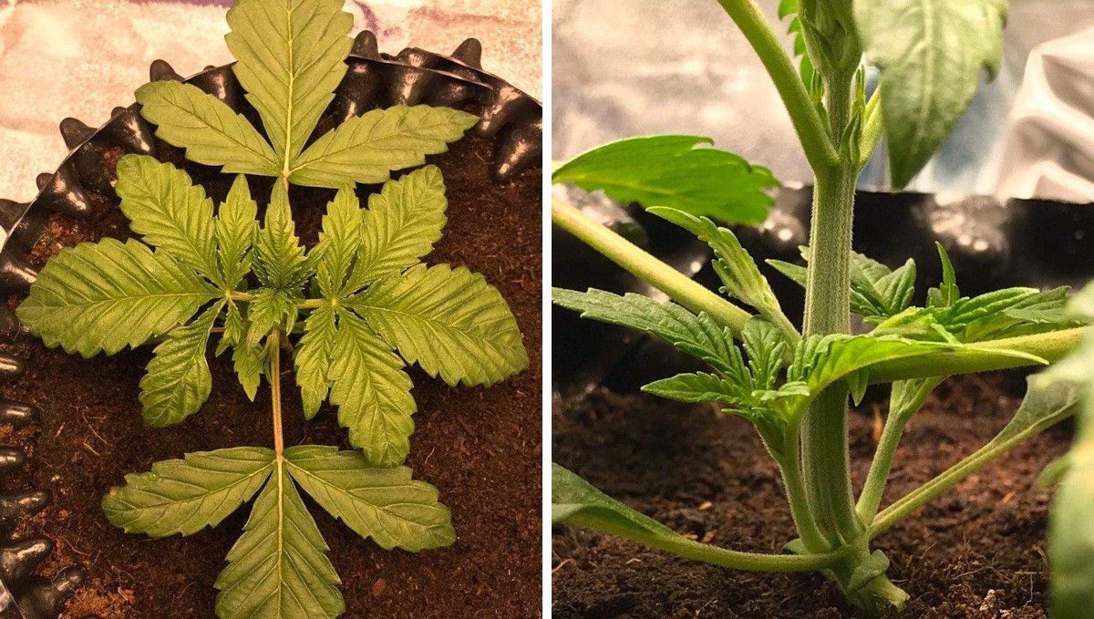 Vanilla Kush cannabis strain: early veg | week 2 Vanilla Kush cannabis strain: early veg | week 2