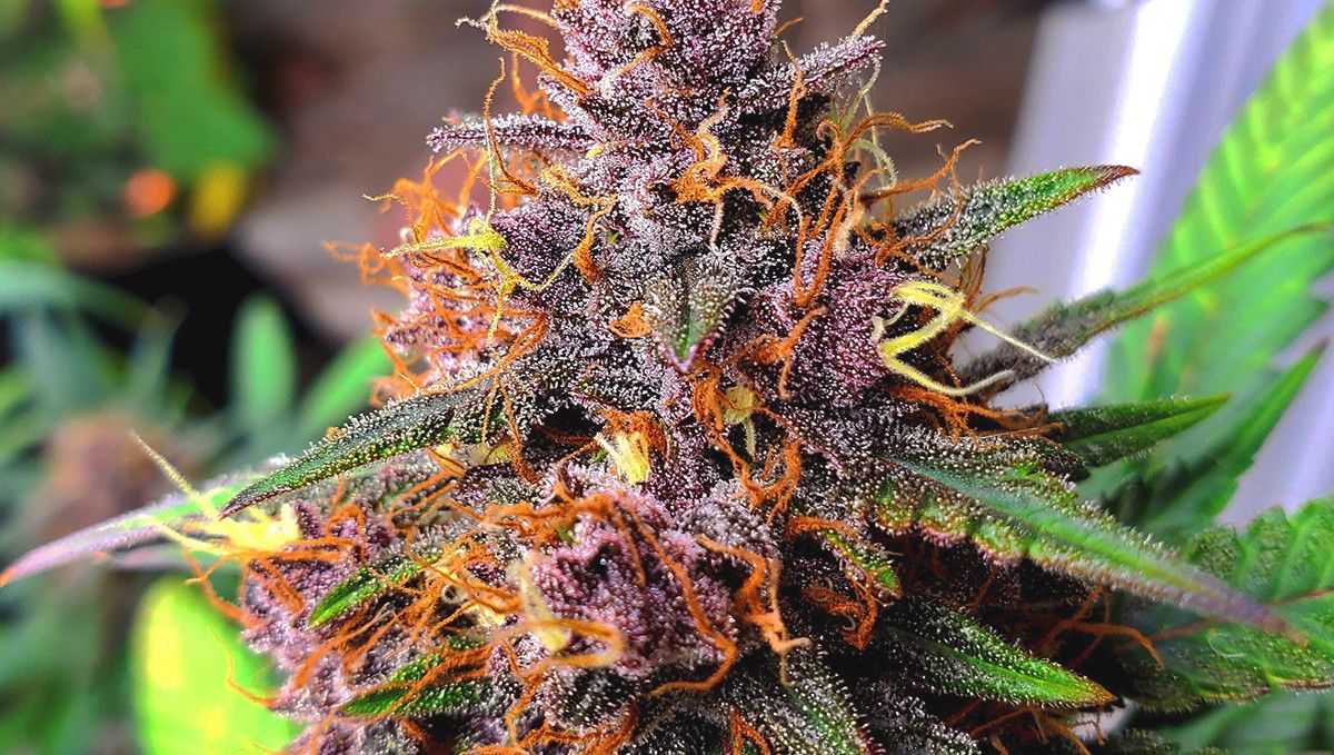 15 Best Strains for Male Arousal in 2022: Strawberry Cough