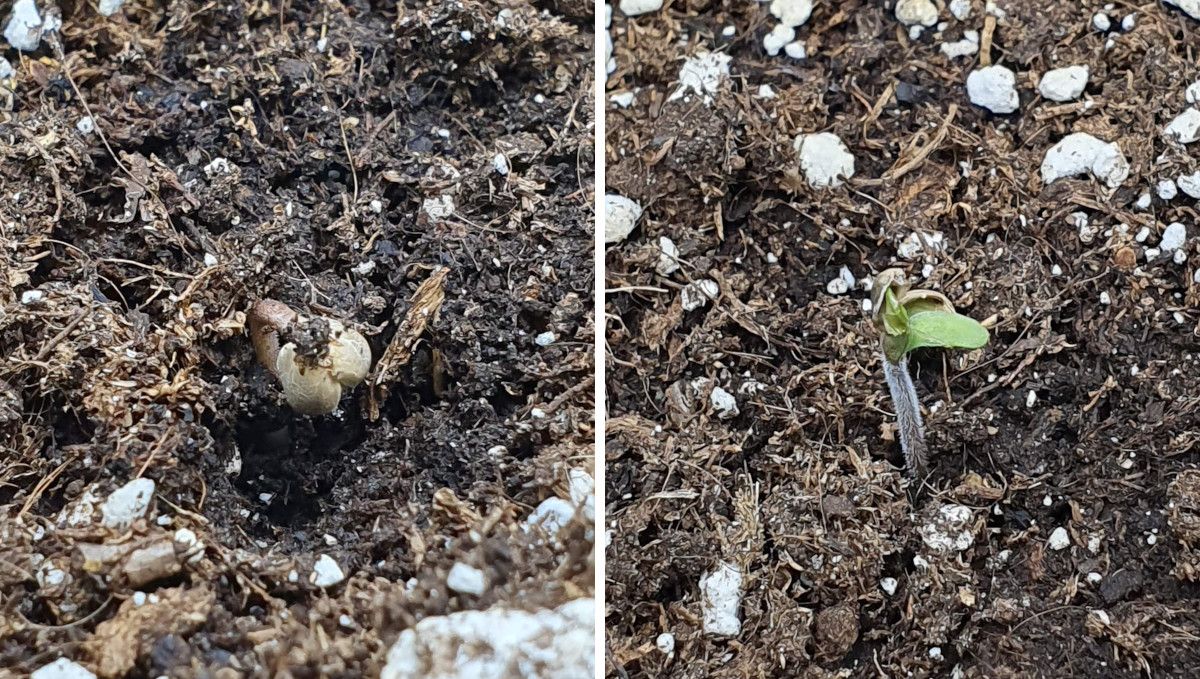 Wedding Cheesecake FF cannabis strain: germination and seedling stage | week 1 | the process of sprouting and shedding the outer shell Wedding Cheesecake FF cannabis strain: germination and seedling stage | week 1 | the process of sprouting and shedding the outer shell
