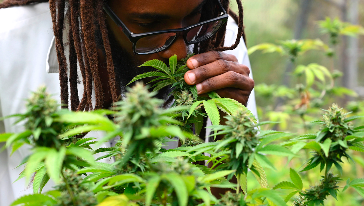 Weed in jamaica: politics Weed in jamaica: politics