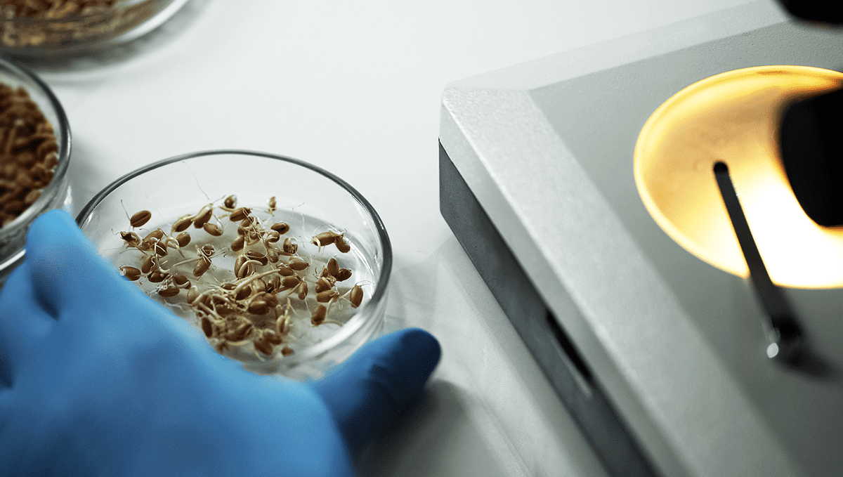 Fast Buds проводит самые строгие тесты на всхожесть. Fast Buds проводит самые строгие тесты на всхожесть.