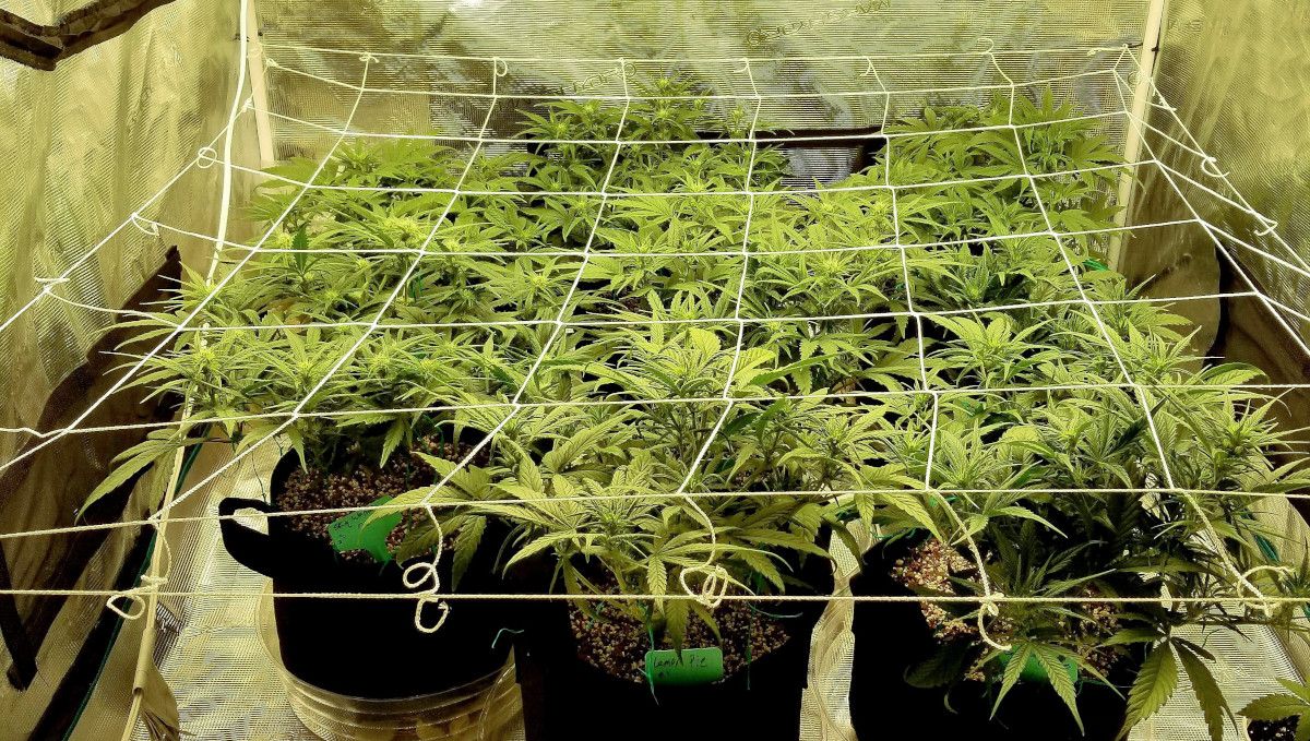 Skywalker OG Auto cannabis strain: mid veg | weeks 3-4 | about 9 plants growing under a ScrOG net in a grow tent Skywalker OG Auto cannabis strain: mid veg | weeks 3-4 | about 9 plants growing under a ScrOG net in a grow tent