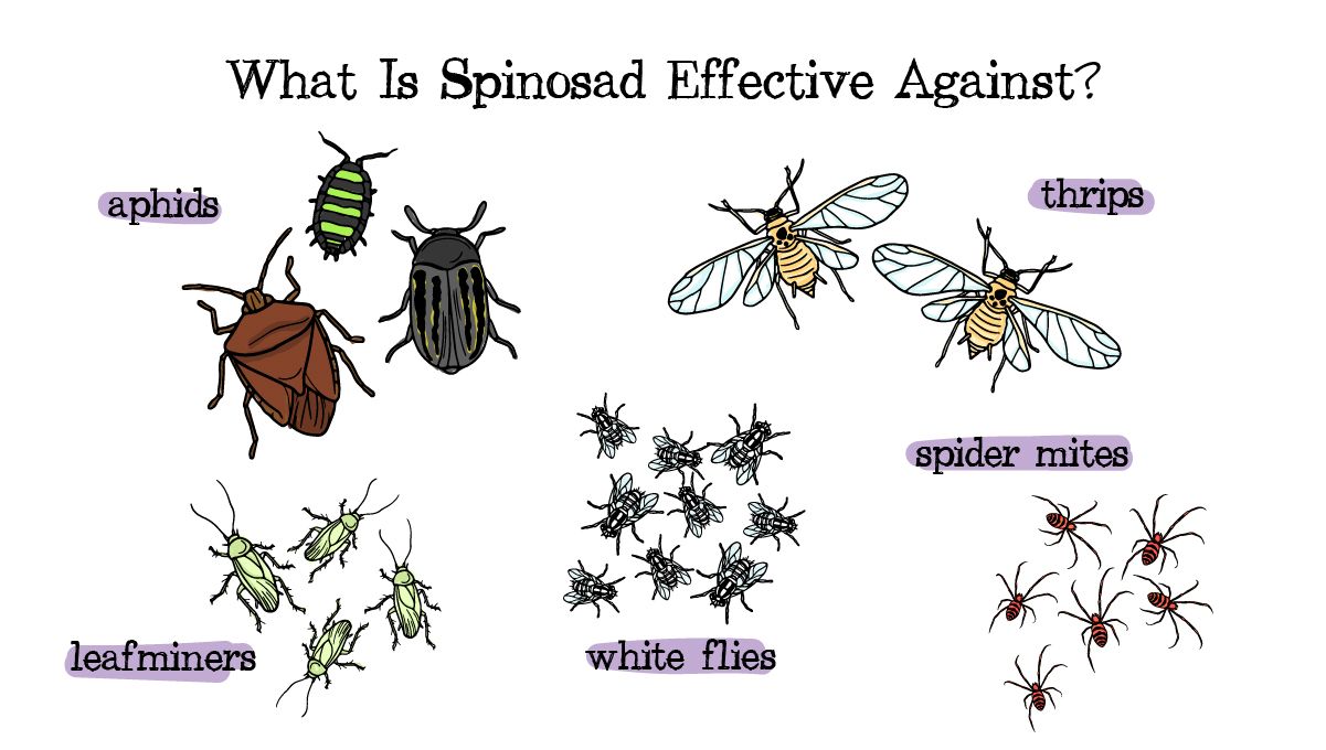 Is spinosad safe?: what is spinosad effective against?
