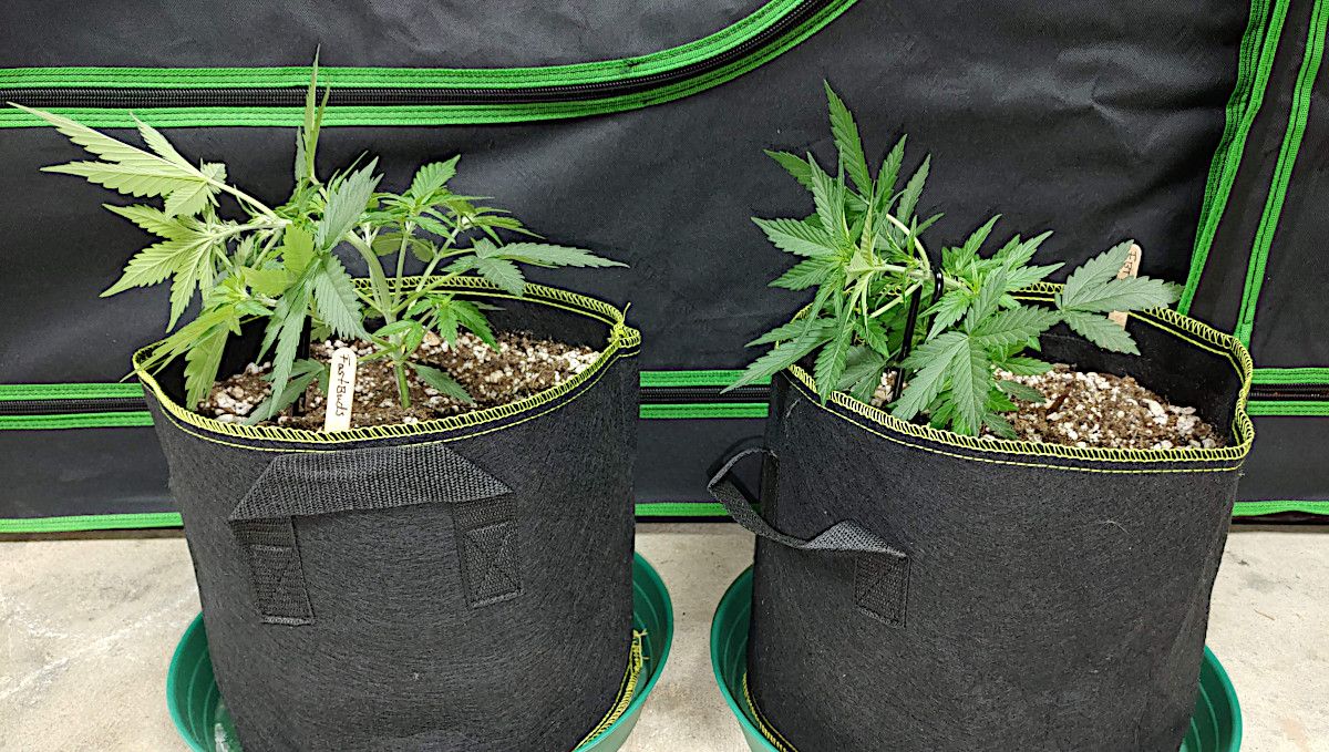 Forbidden Runtz Auto Cannabis Strain Week-by-Week Guide: Two 4 weeks old autoflowers in fabric pots with the main stalk bent and tied down Forbidden Runtz Auto Cannabis Strain Week-by-Week Guide: Two 4 weeks old autoflowers in fabric pots with the main stalk bent and tied down