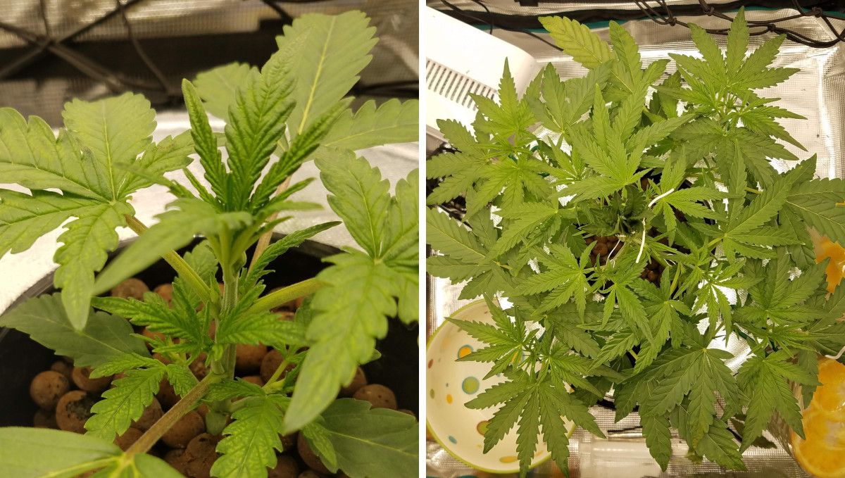 Pineapple Express Auto cannabis strain: mid veg | weeks 3-4 | a bushy autoflower with a flat canopy achieved by LST Pineapple Express Auto cannabis strain: mid veg | weeks 3-4 | a bushy autoflower with a flat canopy achieved by LST