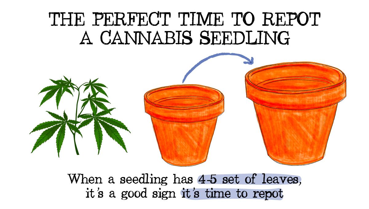 seedling-100.How to Successfully Repot a Cannabis Plant: A drawing showing a marijuana seedling being transferred into a bigger pot How to Successfully Repot a Cannabis Plant: A drawing showing a marijuana seedling being transferred into a bigger pot