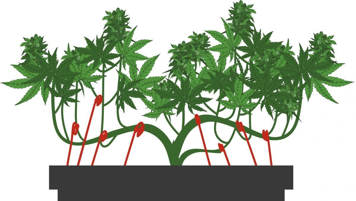 El método de amarre: paso 4.