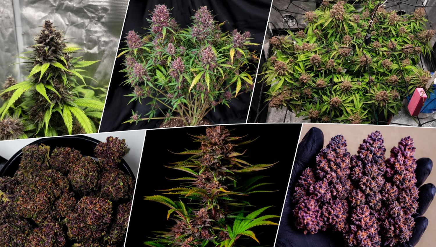 Purple Haze Auto