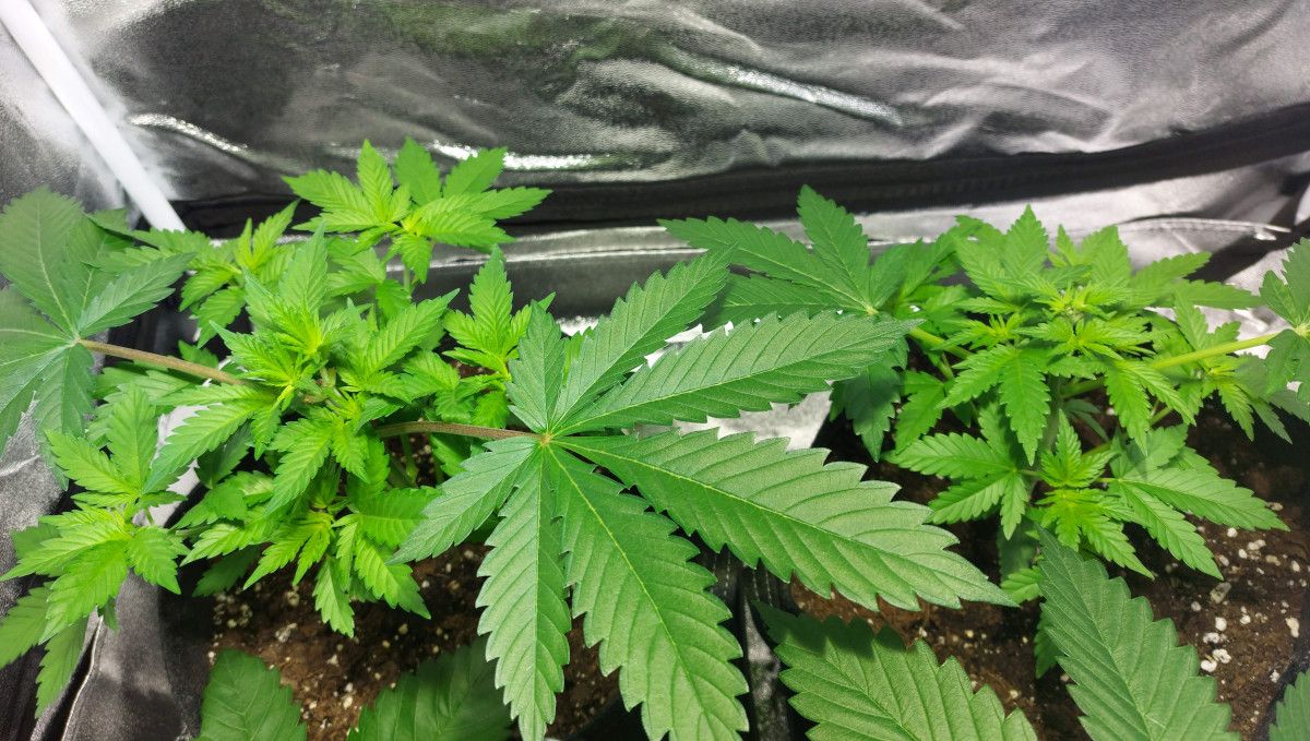 Orange Sherbet FF cannabis strain: mid veg | weeks 3-6 | topped and heavily defoliated Orange Sherbet FF cannabis strain: mid veg | weeks 3-6 | topped and heavily defoliated