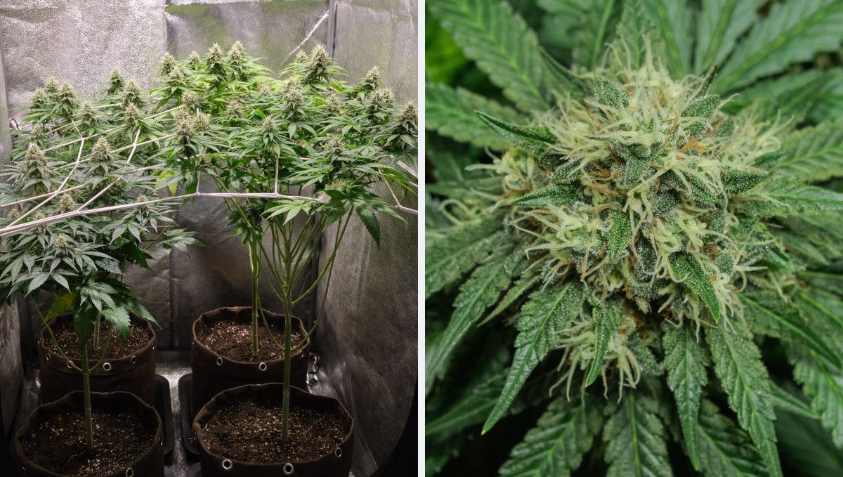 Orange Sherbet FF cannabis strain: mid flower (bulk phase) | weeks 10-11 | four leggy plants in a grow tent with canopy supported by ScrOG and the bottom part lollipopped Orange Sherbet FF cannabis strain: mid flower (bulk phase) | weeks 10-11 | four leggy plants in a grow tent with canopy supported by ScrOG and the bottom part lollipopped