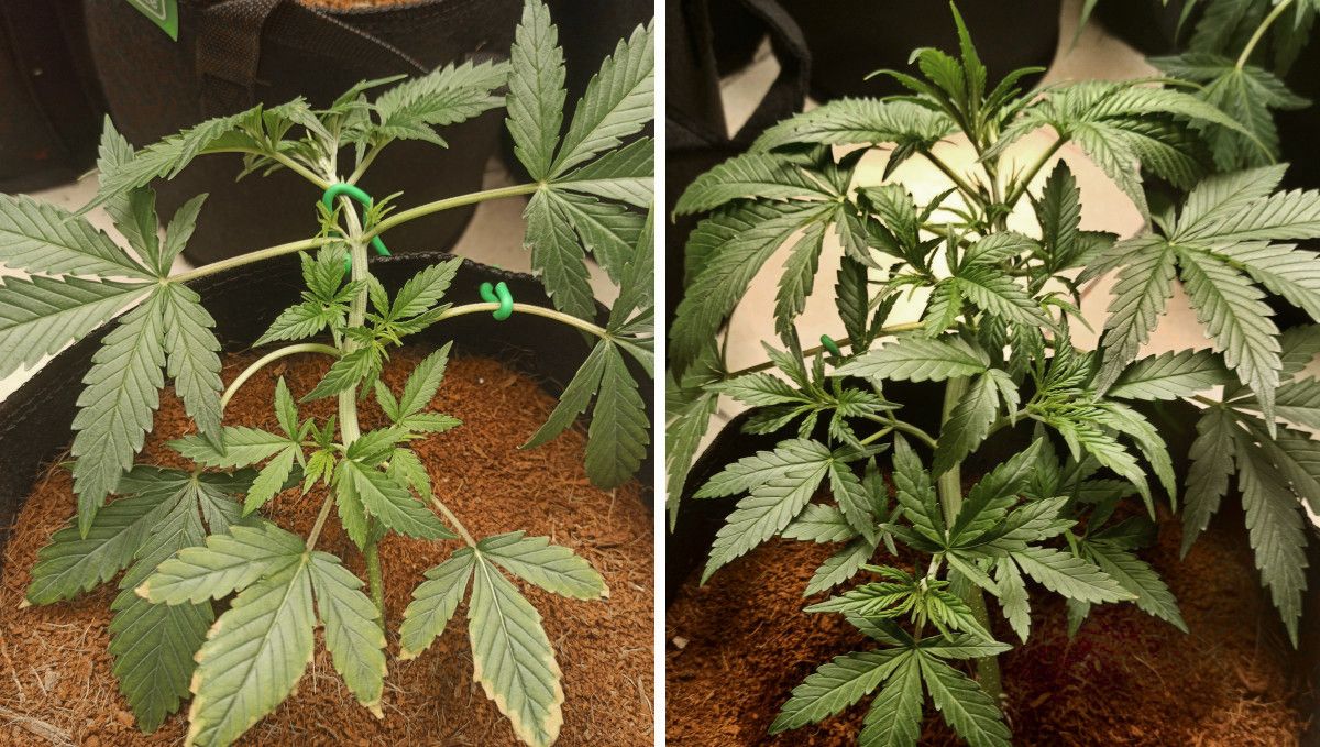 Forbidden Runtz Auto Cannabis Strain Week-by-Week Guide: A tied down young autoflower begins to develop side branches Forbidden Runtz Auto Cannabis Strain Week-by-Week Guide: A tied down young autoflower begins to develop side branches