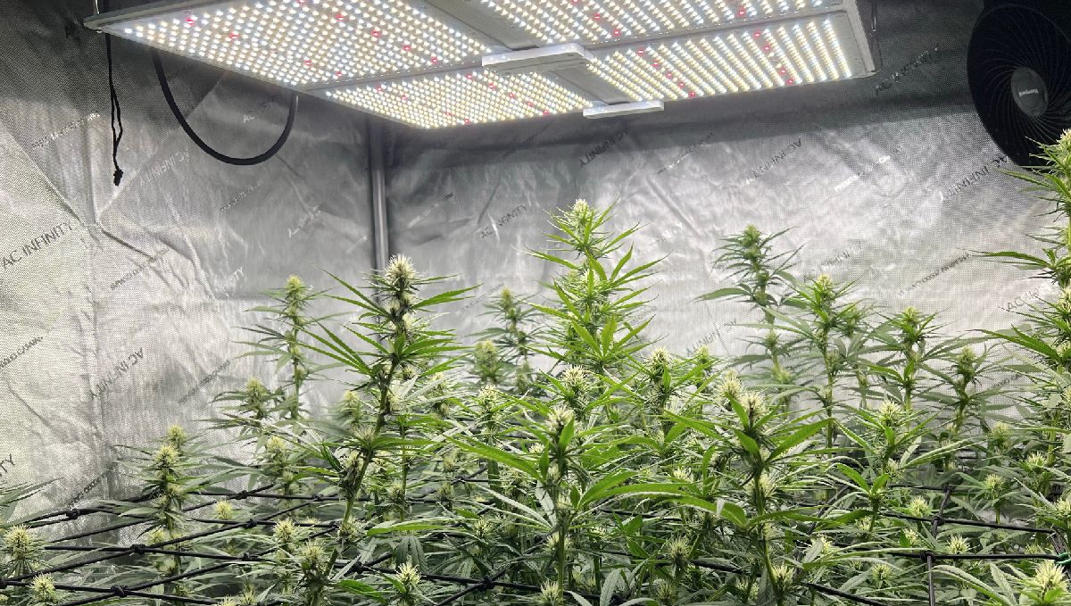 Indoor lights for cannabis grow: led panels Indoor lights for cannabis grow: led panels