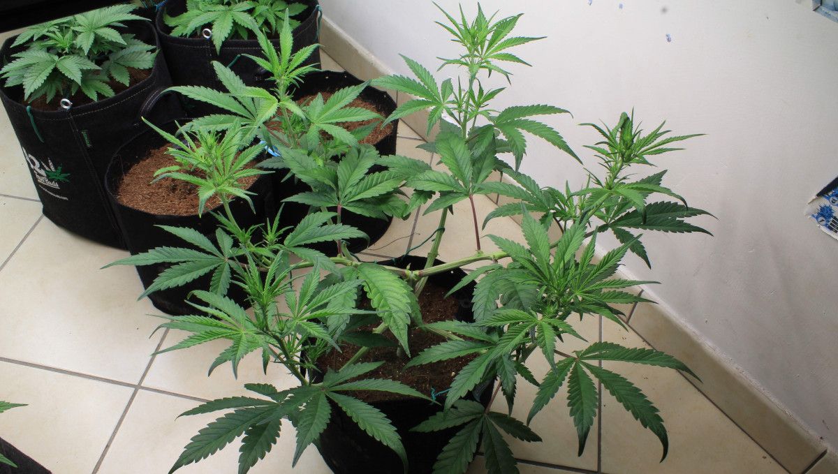 Tropicana Cookies Auto cannabis strain: transition (pre-flower) | week 5 | a topped 4-week-old autoflower with an open bush structure Tropicana Cookies Auto cannabis strain: transition (pre-flower) | week 5 | a topped 4-week-old autoflower with an open bush structure