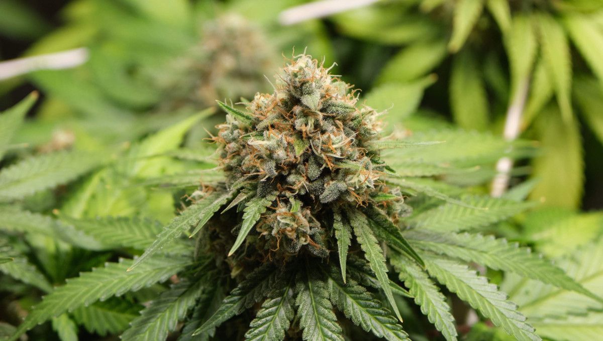 Orange Sherbet FF cannabis strain: ripening and harvest | weeks 12 | a dense, bulging top bud Orange Sherbet FF cannabis strain: ripening and harvest | weeks 12 | a dense, bulging top bud