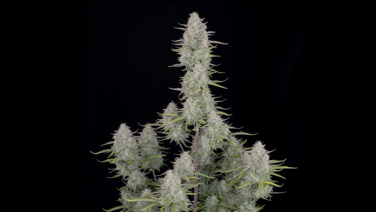 Wedding Cheesecake Auto Wedding Cheesecake Auto