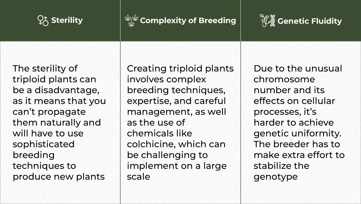 The Potential of Triploid Genetics in Revolutionizing the Cannabis Industry: The drawbacks The Potential of Triploid Genetics in Revolutionizing the Cannabis Industry: The drawbacks