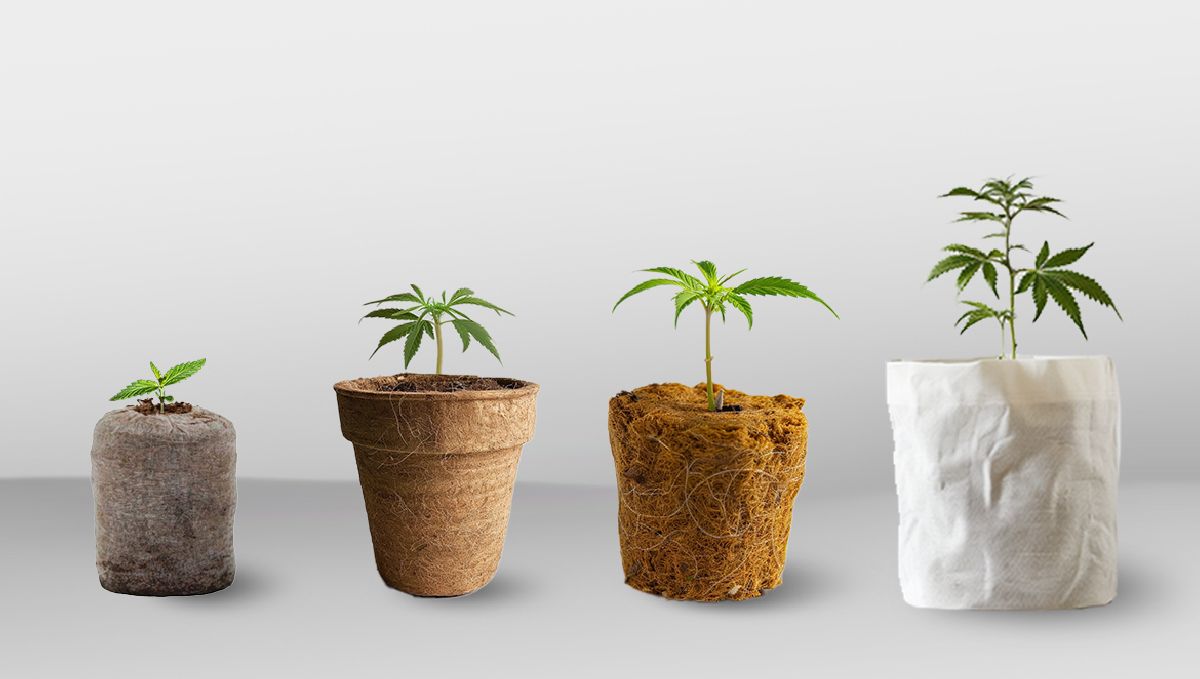 Transplanting Cannabis: The Ultimate Guide: Young marijuana plants in a jiffy plug, jiffy cup, rockwool plug, and a non-woven nursery grow bag Transplanting Cannabis: The Ultimate Guide: Young marijuana plants in a jiffy plug, jiffy cup, rockwool plug, and a non-woven nursery grow bag