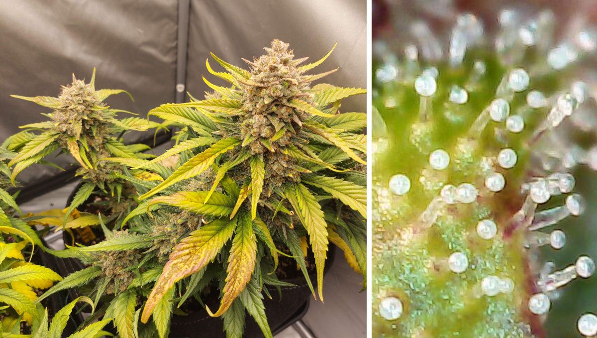 Der ideale Zeitpunkt für die Ernte deiner wertvollen Cannabisknospen ist erreicht, wenn alle Trichome milchig oder trüb geworden sind und keine klaren mehr vorhanden sind. Einige Trichome können schließlich bernsteinfarben werden, was bedeutet, dass das THC in ihnen zu Cannabinol umgewandelt wurde, was zu einer geringeren Potenz und einer eher sedierenden Wirkung führt. Daher ist es am besten, vor diesem Stadium zu ernten, um die gewünschten Effekte zu gewährleisten. Der ideale Zeitpunkt für die Ernte deiner wertvollen Cannabisknospen ist erreicht, wenn alle Trichome milchig oder trüb geworden sind und keine klaren mehr vorhanden sind. Einige Trichome können schließlich bernsteinfarben werden, was bedeutet, dass das THC in ihnen zu Cannabinol umgewandelt wurde, was zu einer geringeren Potenz und einer eher sedierenden Wirkung führt. Daher ist es am besten, vor diesem Stadium zu ernten, um die gewünschten Effekte zu gewährleisten.