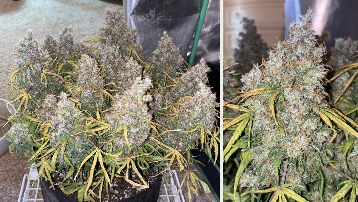 Skunk Auto Cannabis-Sorte Wochen-für-Wochen-Anleitung: Eine Gesamtansicht einer kurzen und flachen Cannabispflanze mit mehreren dicken Colas, bei der die meisten Fächerblätter gelb und verwelkt sind; eine Nahaufnahme einer reifen Cola. Skunk Auto Cannabis-Sorte Wochen-für-Wochen-Anleitung: Eine Gesamtansicht einer kurzen und flachen Cannabispflanze mit mehreren dicken Colas, bei der die meisten Fächerblätter gelb und verwelkt sind; eine Nahaufnahme einer reifen Cola.