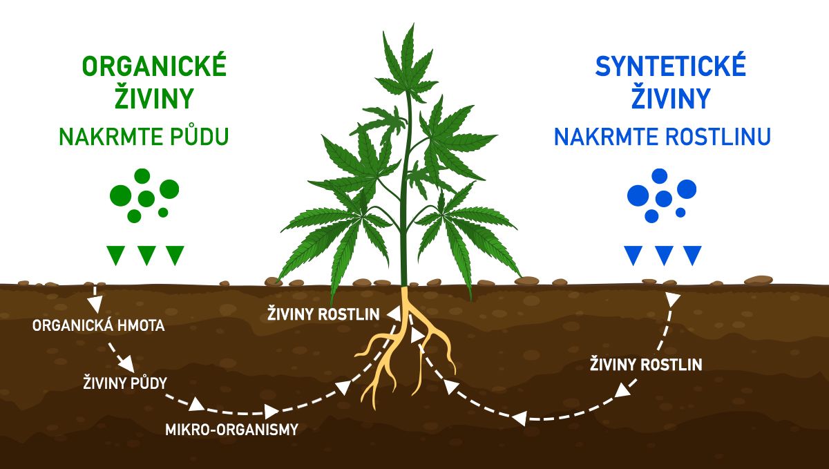 Nejlepší krmný plán pro automobily: organické vs. syntetické krmivo