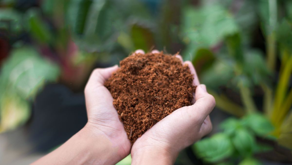 Tips for Growing Autoflowers in Coco Coir: coco loco potting mix