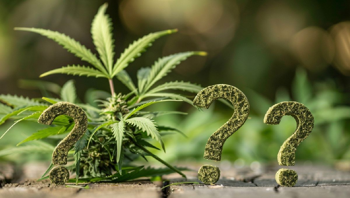 You can identify exotic weed by its smell, density and aroma among other things. You can identify exotic weed by its smell, density and aroma among other things.