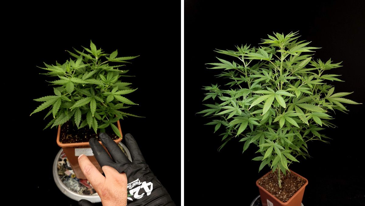 Tropicana Cookies FF cannabis strain: mid veg | weeks 3-6 | a medium-tall, bushy plant's progress through veg