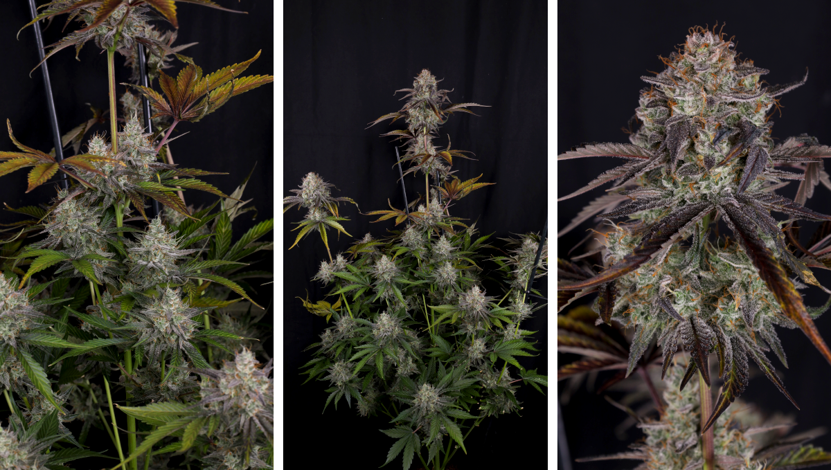 col33.png Gorilla Cookies Auto cannabis strain, awarded at NASC Growers Choice Awards 2025.
