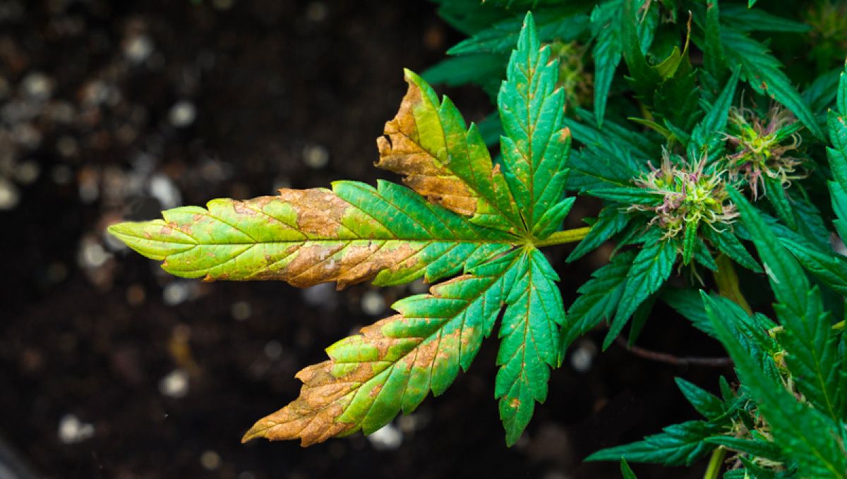 A comprehensive guide to cannabis plant nutrient deficiencies and solutions: Preventing nutrient deficiencies and imbalances