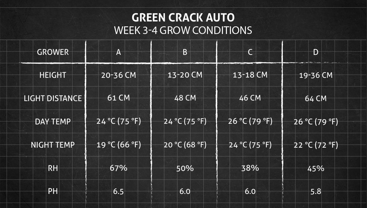 Green Crack Auto cannabis: weeks 3-4 grow conditions