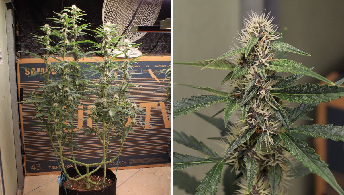 Skywalker OG Auto cannabis strain: early flower | weeks 6-7 Skywalker OG Auto cannabis strain: early flower | weeks 6-7