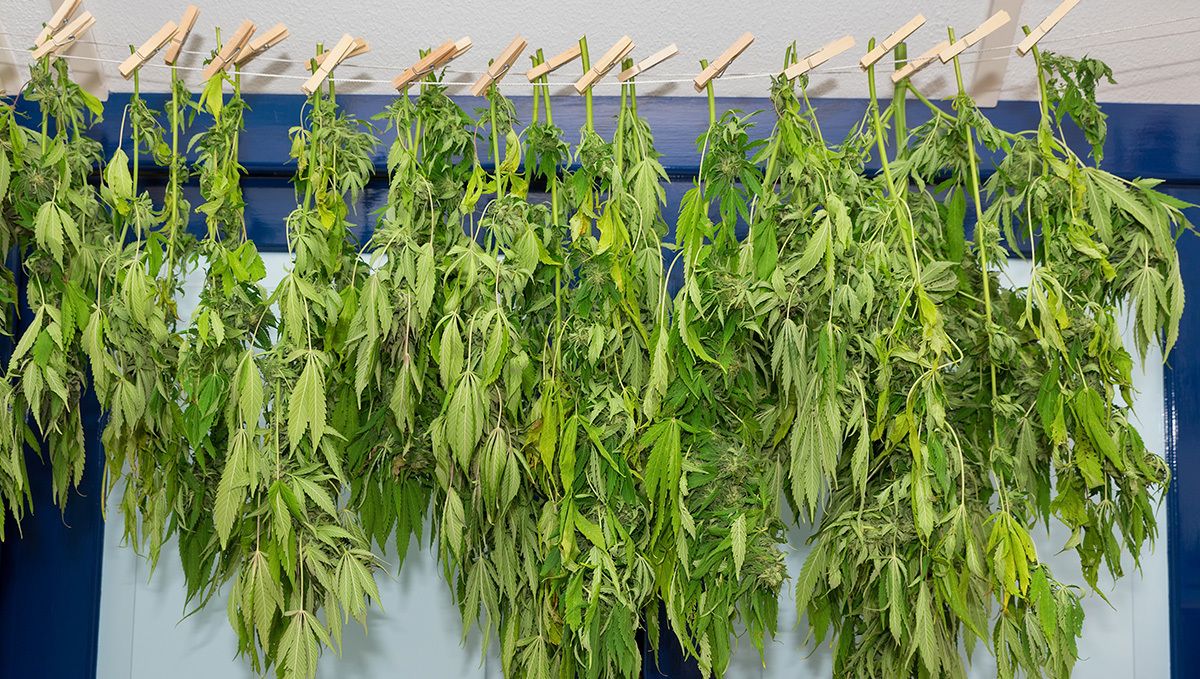 How to dry cannabis buds: hang to dry How to dry cannabis buds: hang to dry