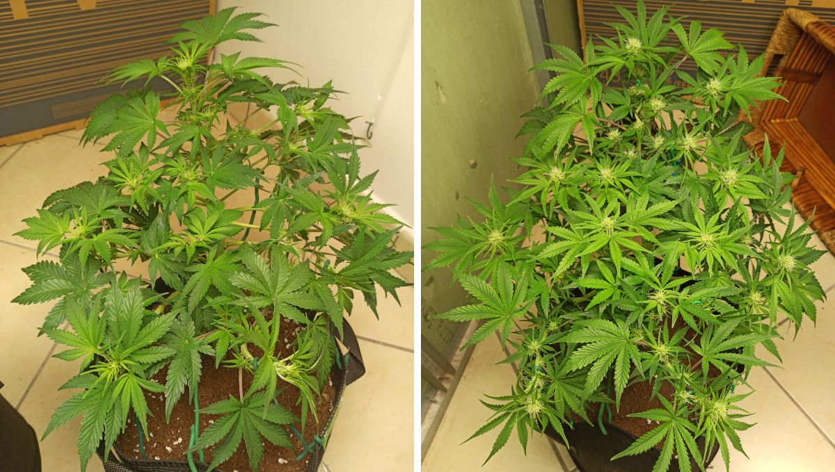 Mimosa Cake Auto cannabis strain: early flower | weeks 6-7 | a wide and branchy plant with the first flowers forming Mimosa Cake Auto cannabis strain: early flower | weeks 6-7 | a wide and branchy plant with the first flowers forming