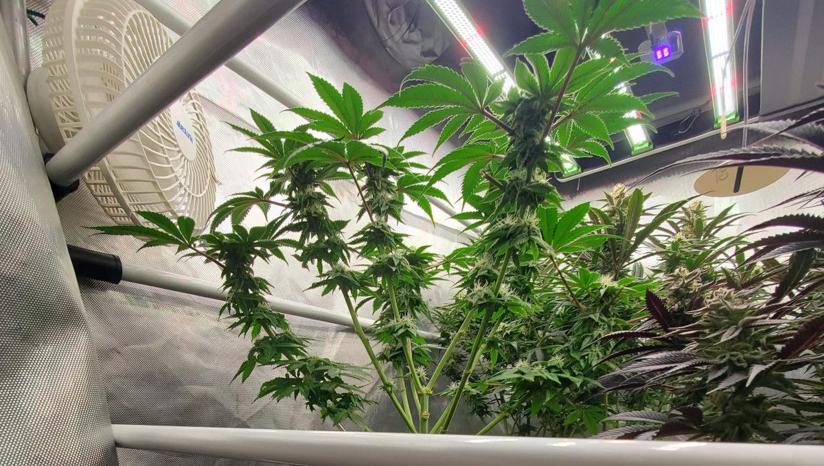 GG4 Sherbet FF cannabis strain: early flower | weeks 8-9 | branches of an indoor weed plant getting covered in buds