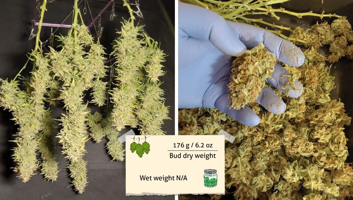 Blue Dream Auto cannabis strain: yield and smoke report Blue Dream Auto cannabis strain: yield and smoke report