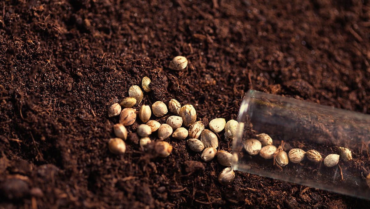 DEA Confirms Marijuana Seeds Are Federally Legal in the US: Several cannabis seeds spilled out from a small glass vial on the surface of coco medium DEA Confirms Marijuana Seeds Are Federally Legal in the US: Several cannabis seeds spilled out from a small glass vial on the surface of coco medium