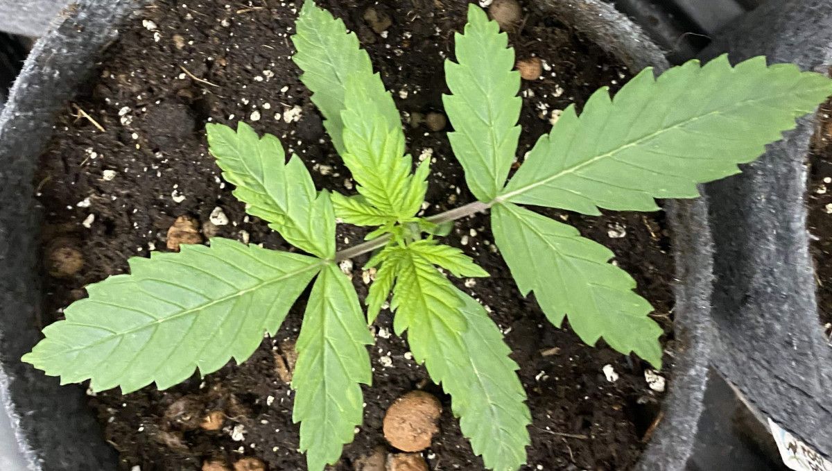 Tangie Auto cannabis strain: early veg | week 2 Tangie Auto cannabis strain: early veg | week 2