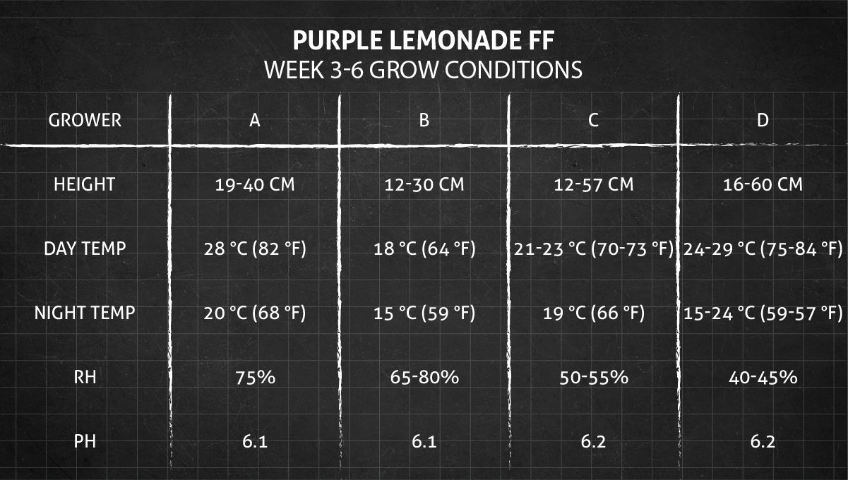 Purple Lemonade FF cannabis strain: weeks 3-6 grow conditions Purple Lemonade FF cannabis strain: weeks 3-6 grow conditions