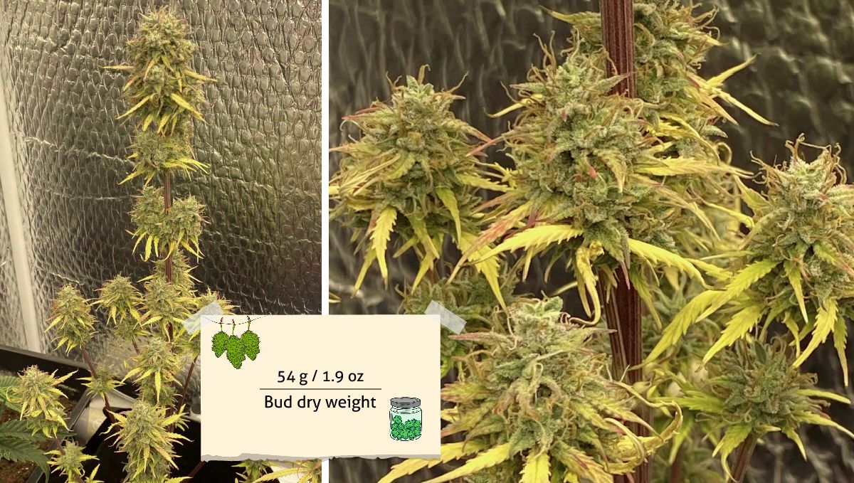 Critical Kush Auto cannabis strain: harvest | ready for harvest