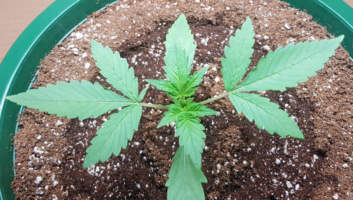 LSD-25 Auto cannabis strain: early veg | week 2 | a strong 2-week-old plant with an open bush structure