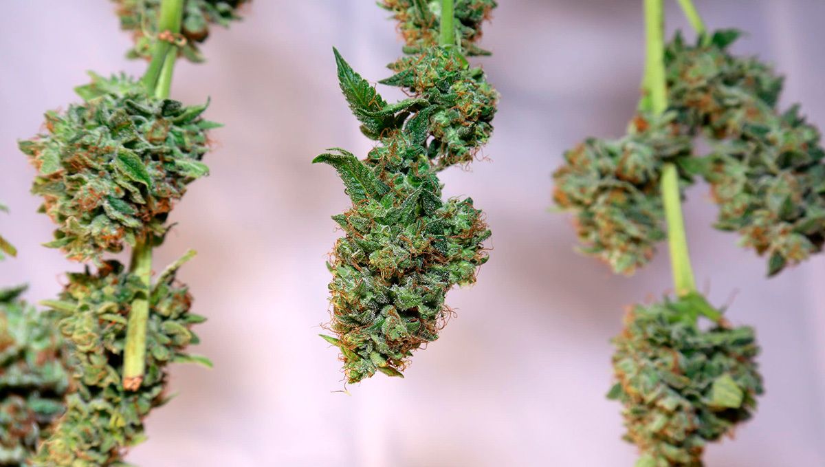 White Widow Auto Guide: Trocknen Wann immer möglich, solltest du ganze Pflanzen trocknen.