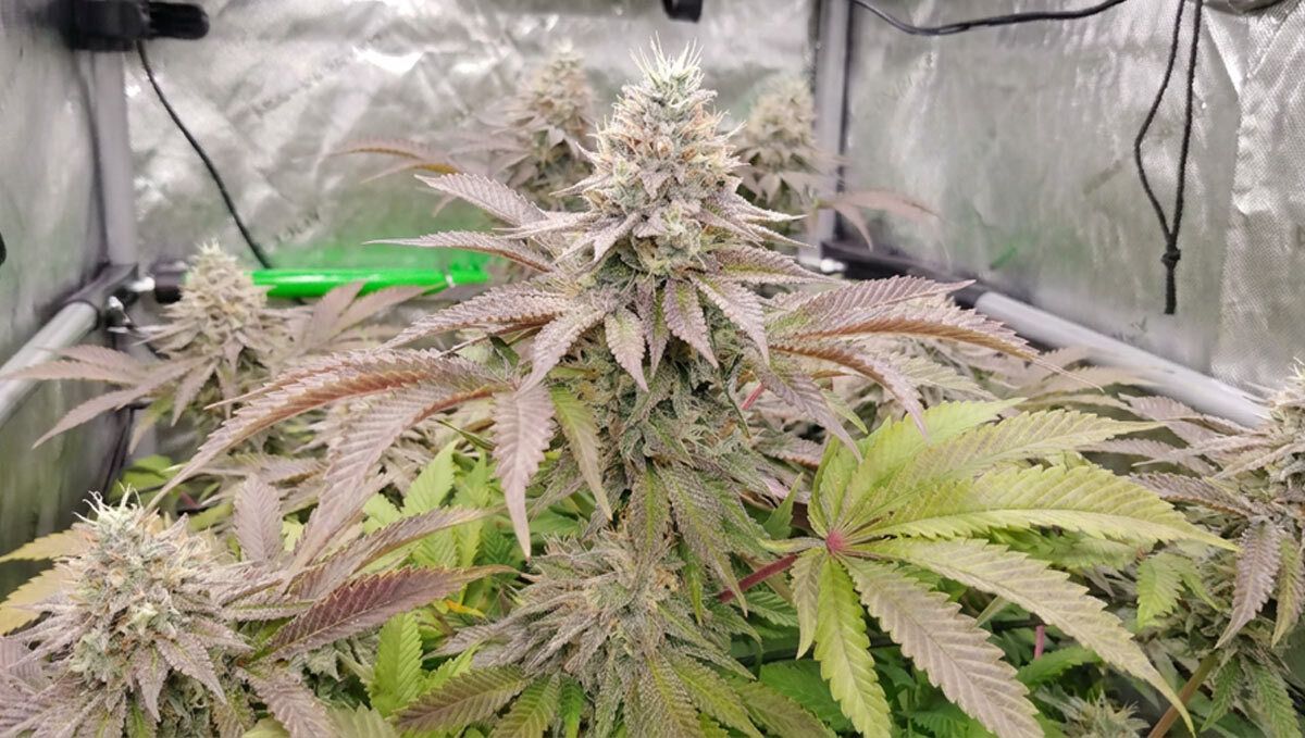 Banana Purple Punch Auto